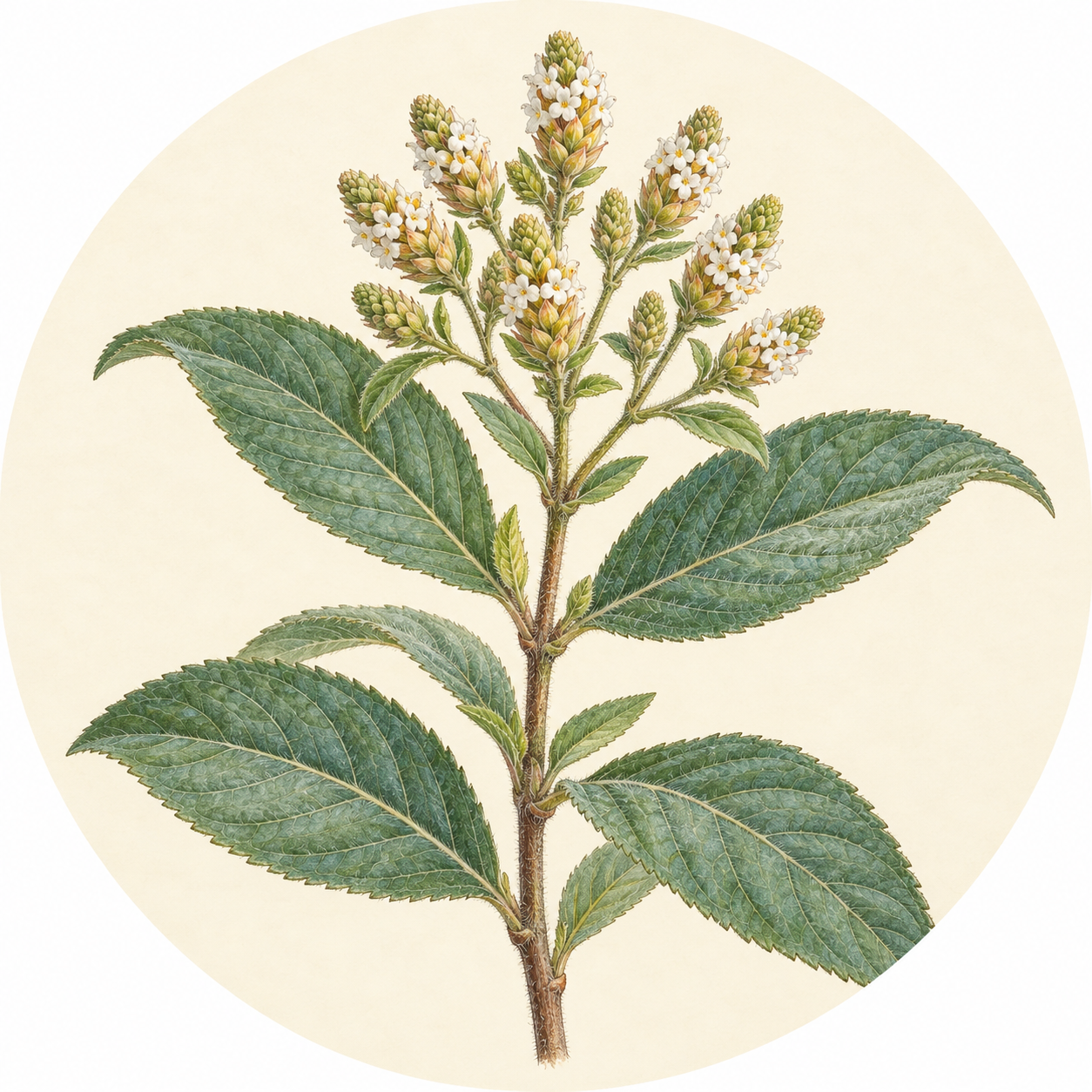 Lippia multiflora